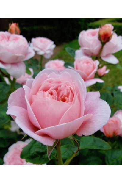 Квітка троянди Queen of Sweden у саду